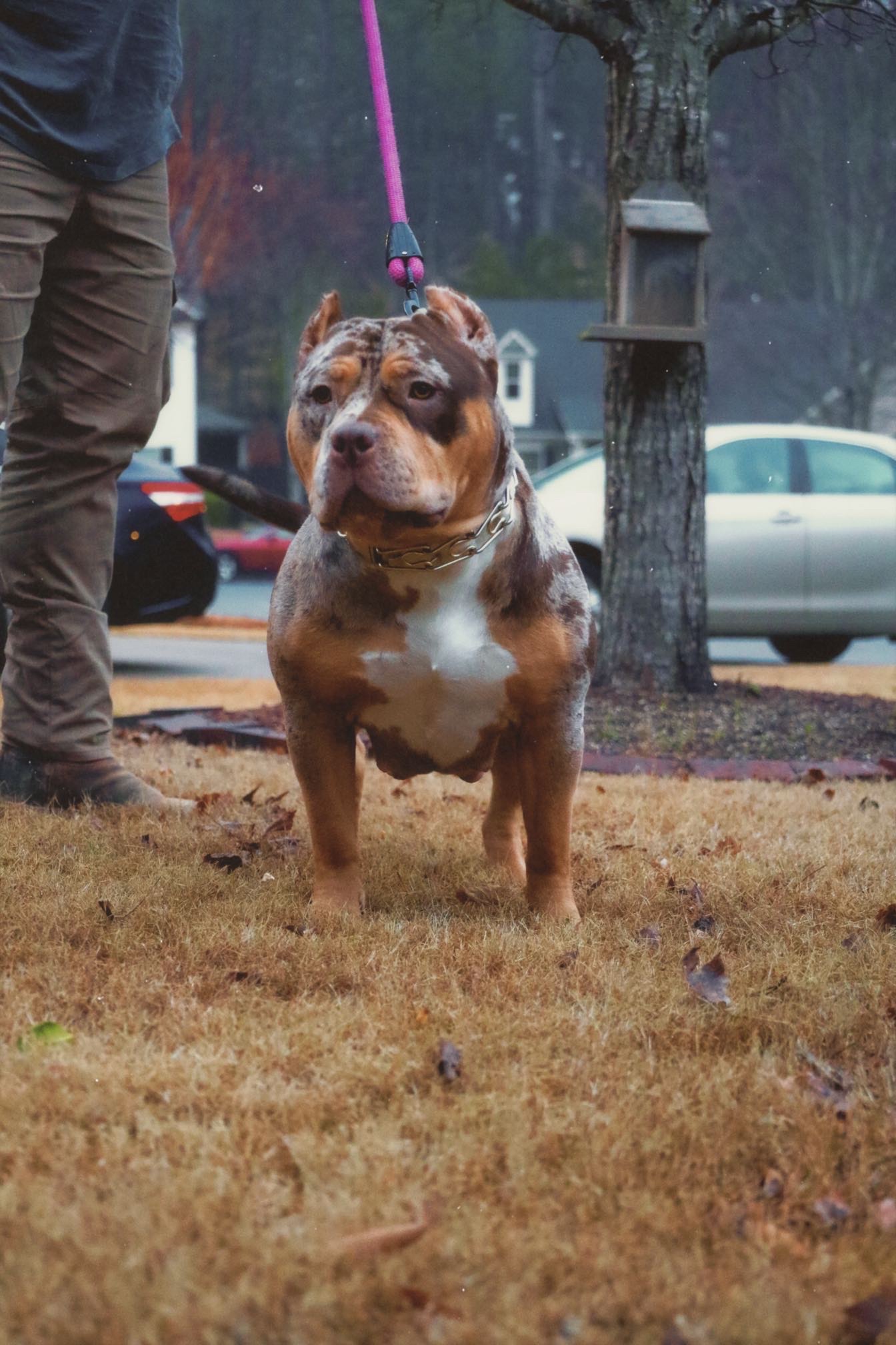 Dog Featured Image