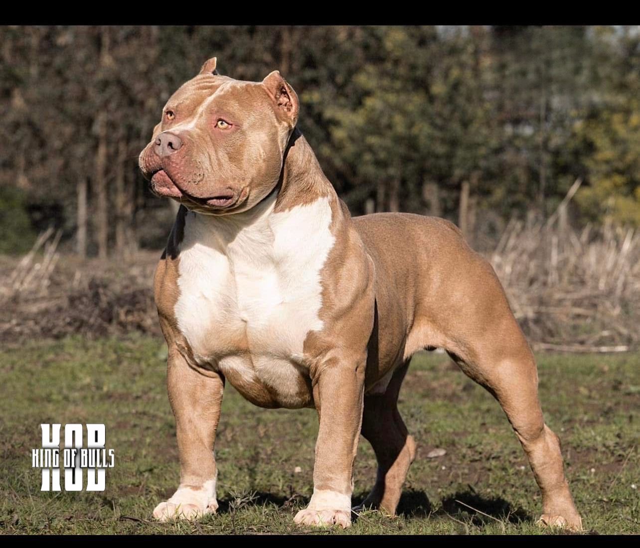 Dog Featured Image