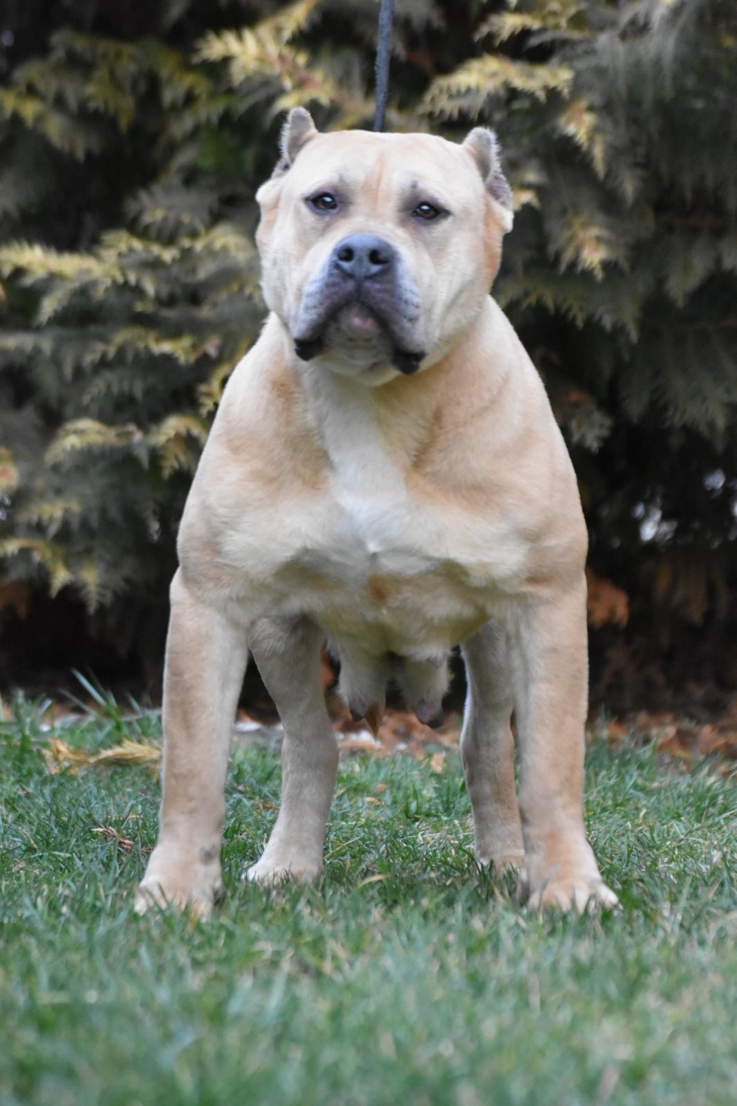 Dog Featured Image
