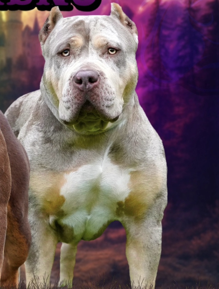 Dog Featured Image