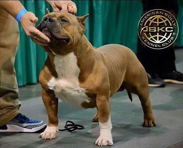 Dog Featured Image