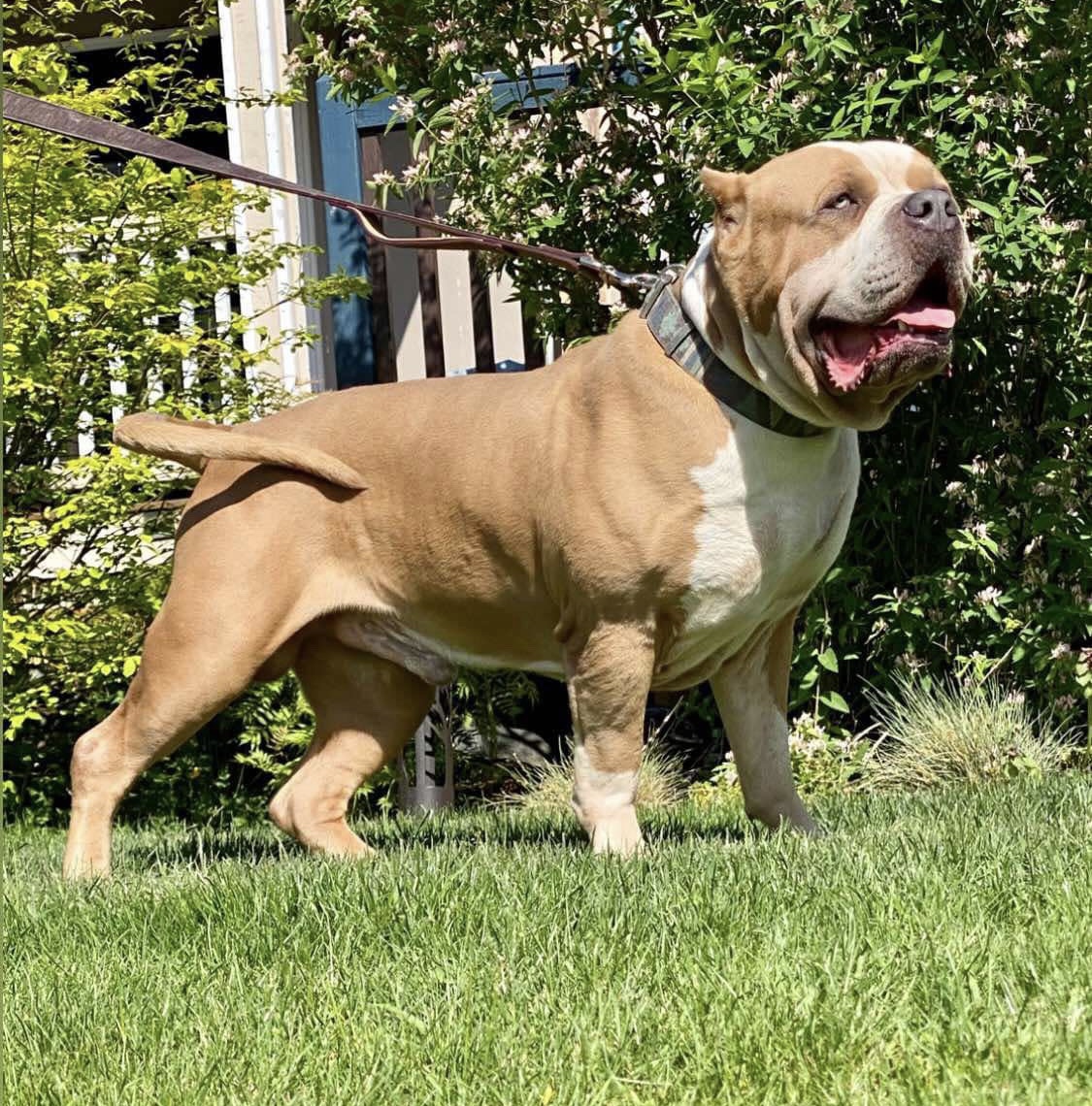 Dog Featured Image