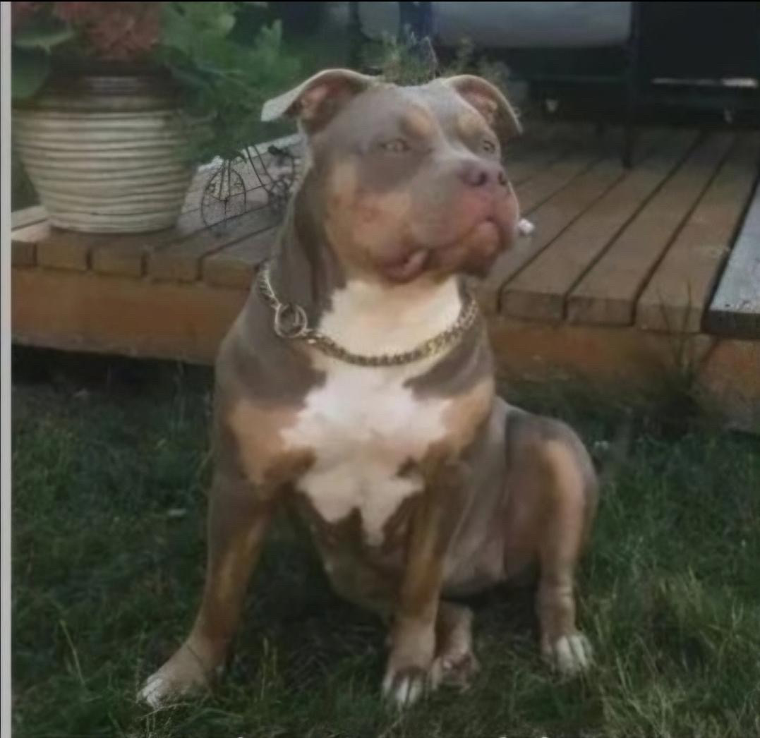 Dog Featured Image