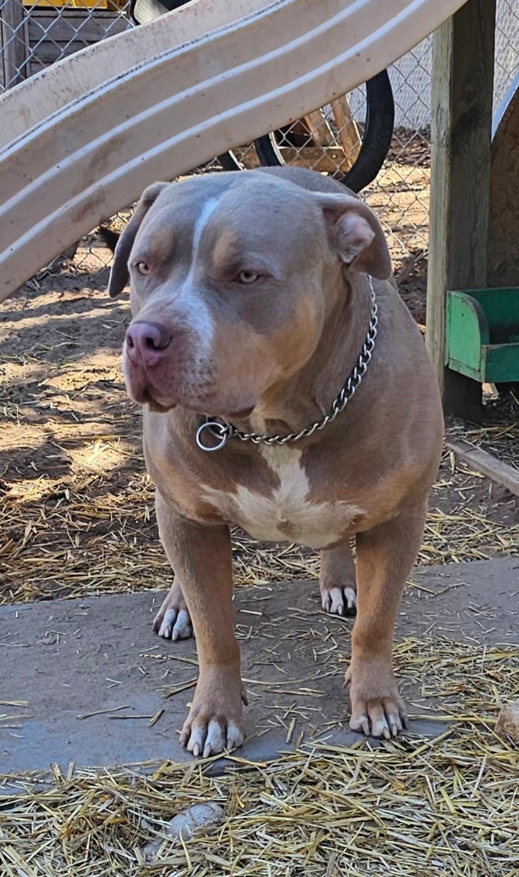 Dog Featured Image