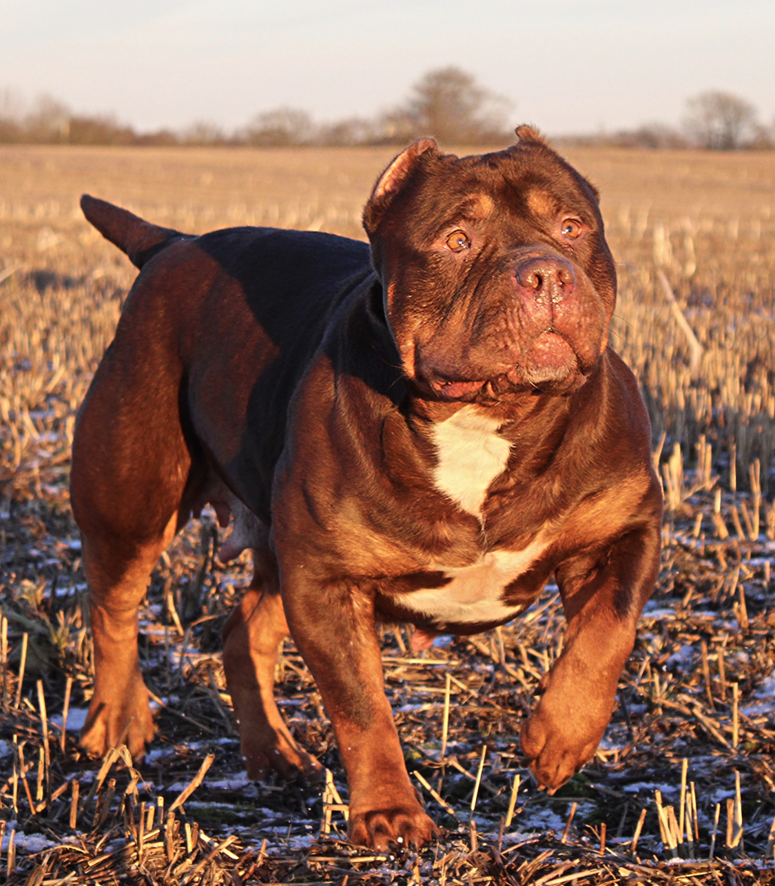 Dog Featured Image