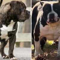 Test breeding