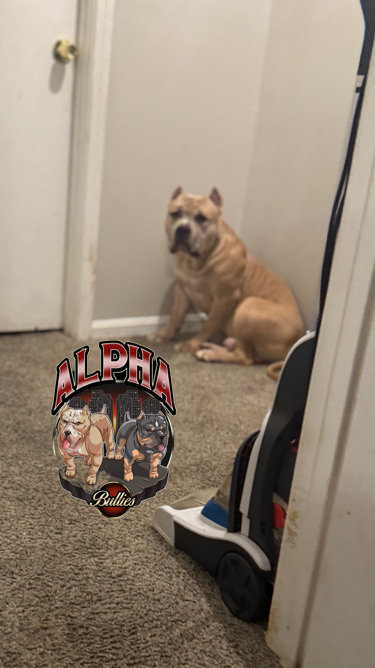 Dog Featured Image