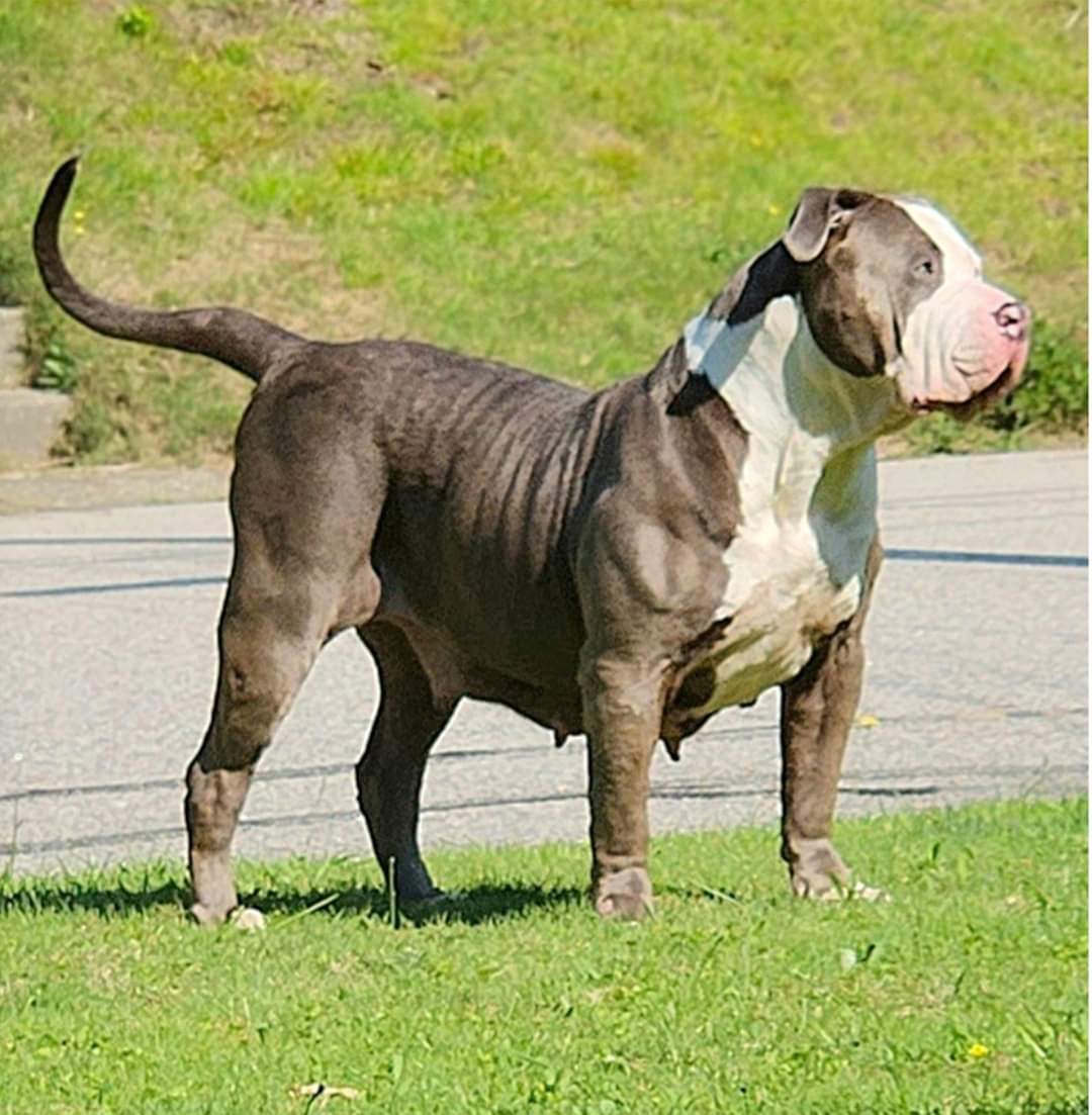 Dog Featured Image