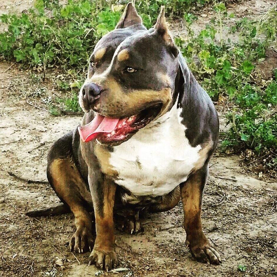Dog Featured Image