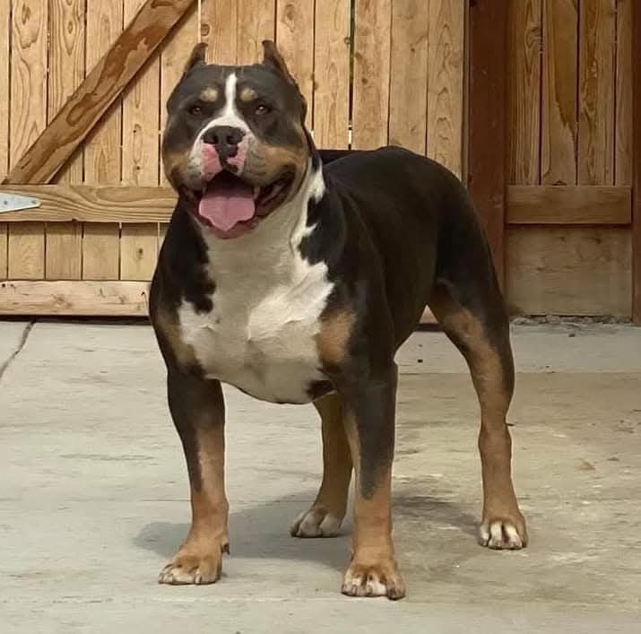 Dog Featured Image