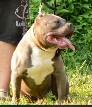 Dog Featured Image