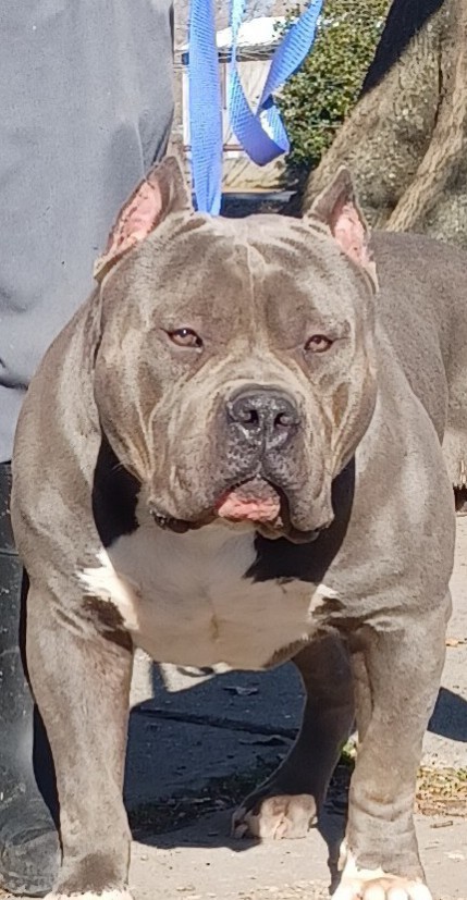 Dog Featured Image