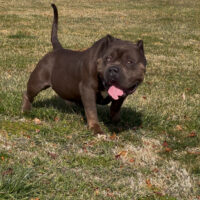 Dog Featured Image