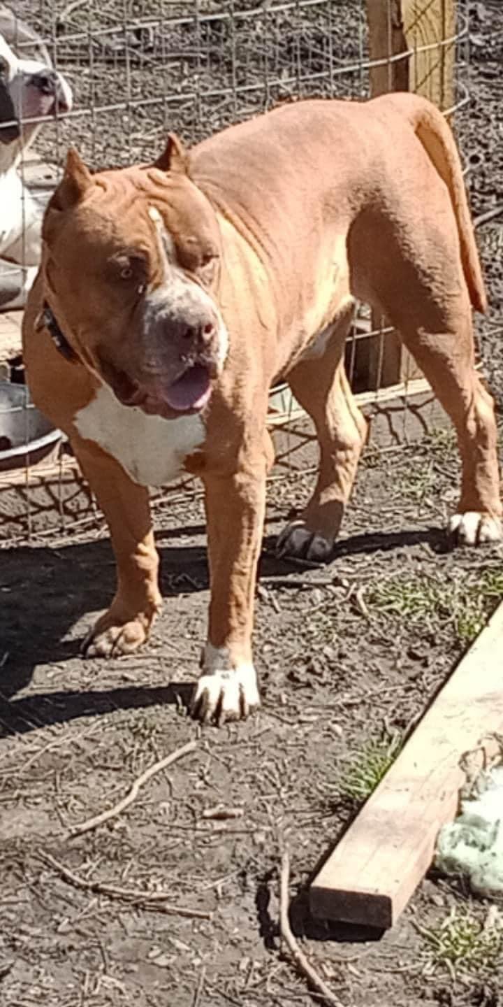 Dog Featured Image
