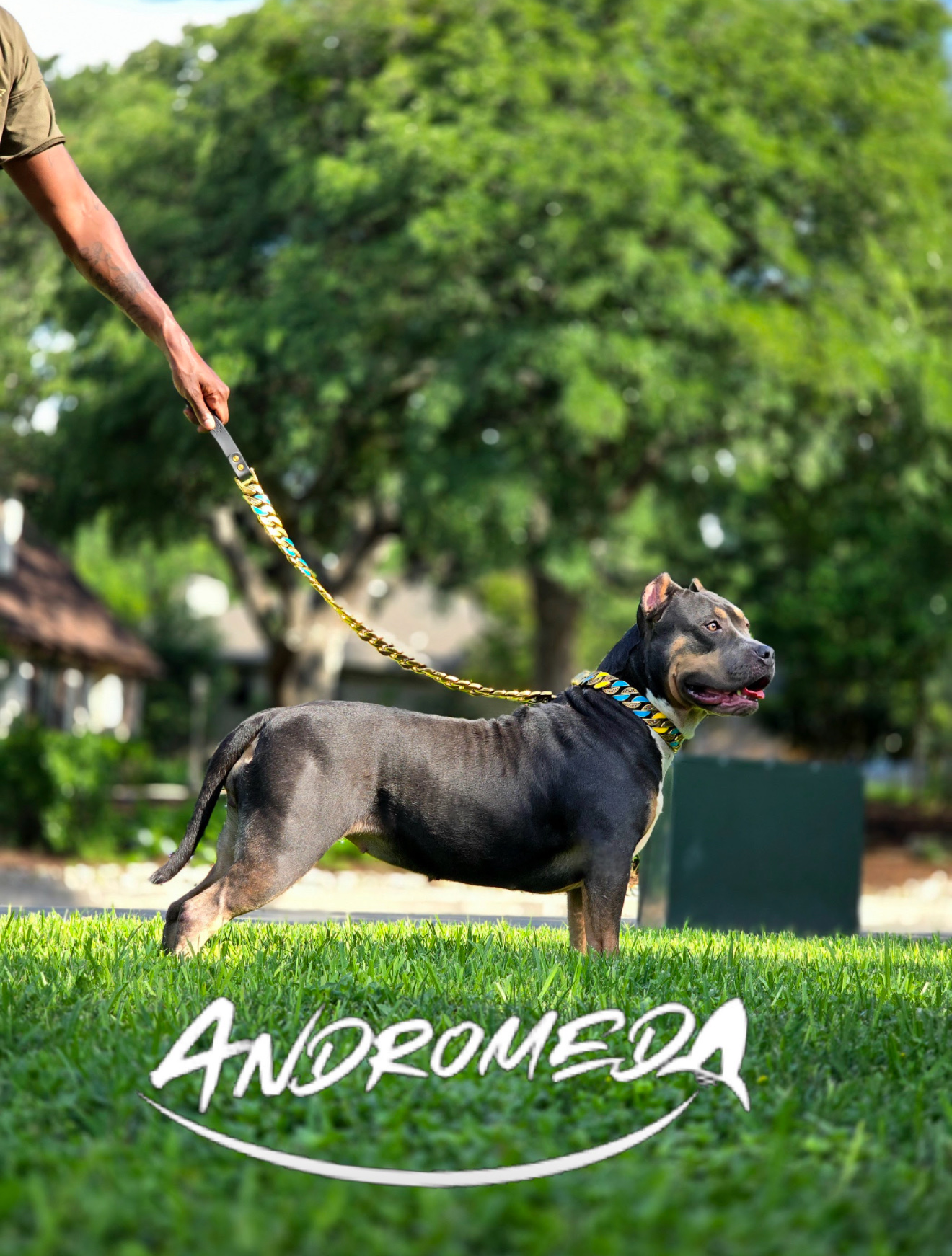 Dog Featured Image