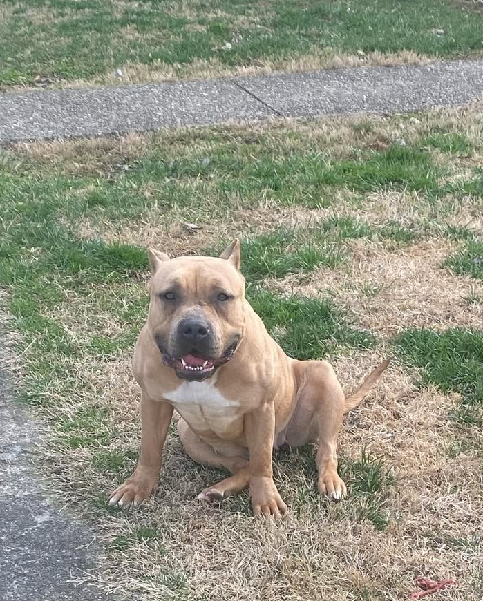 Dog Featured Image