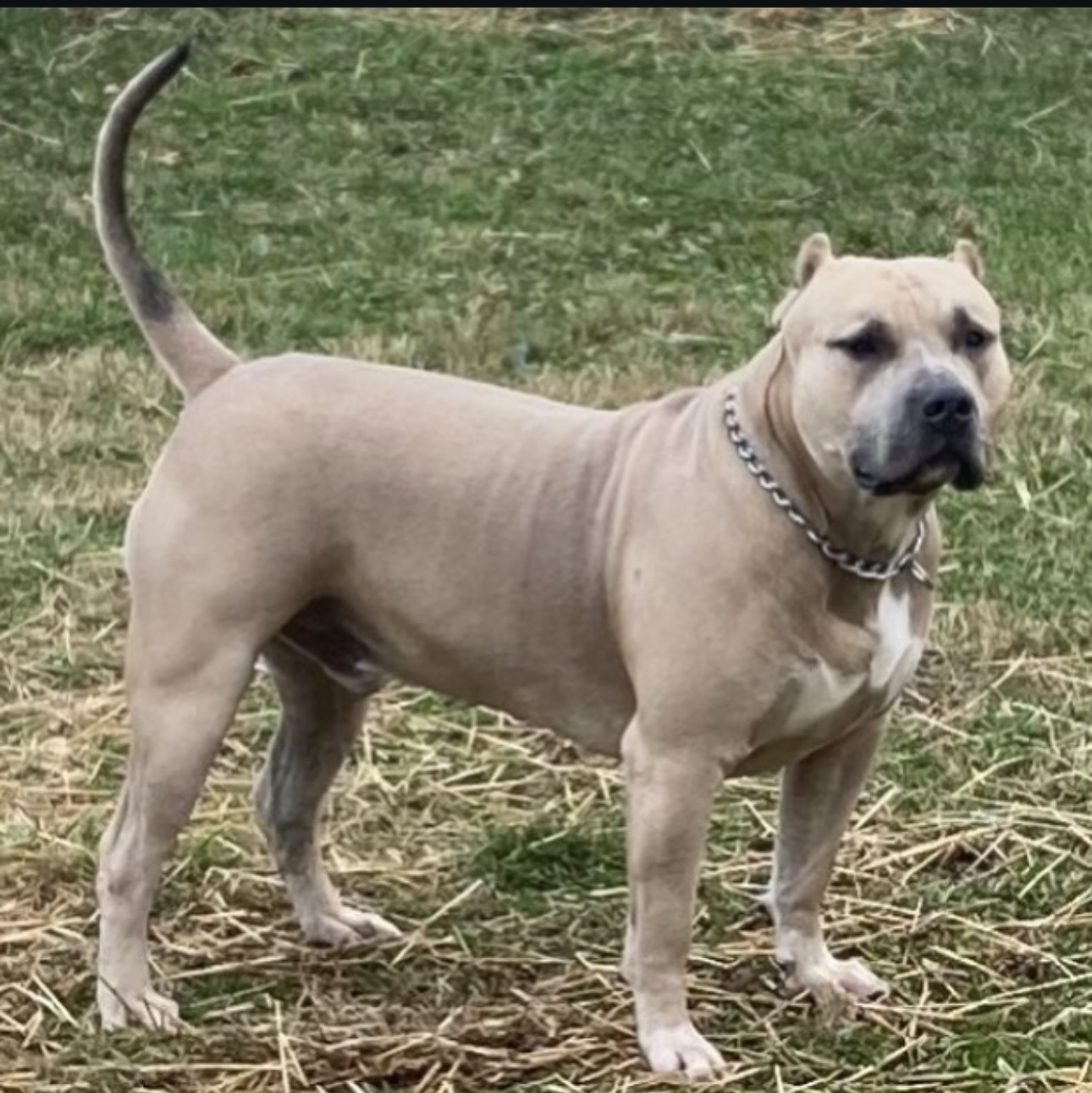 Dog Featured Image