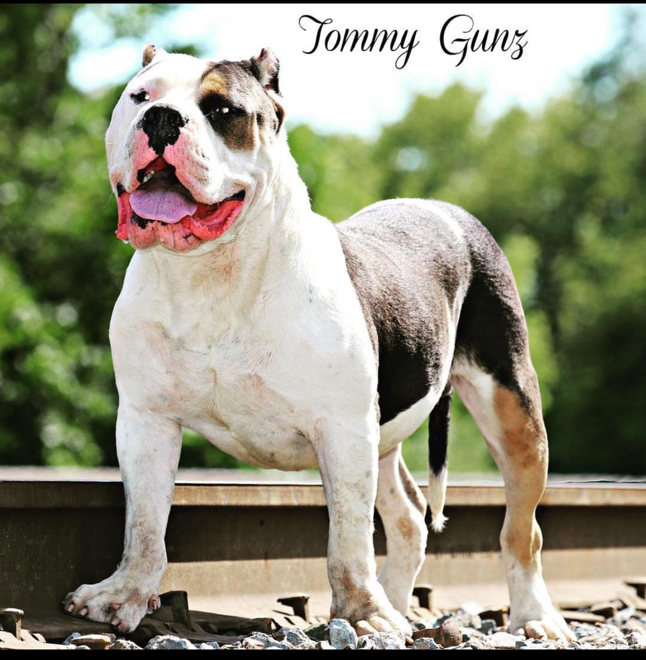 Dog Featured Image