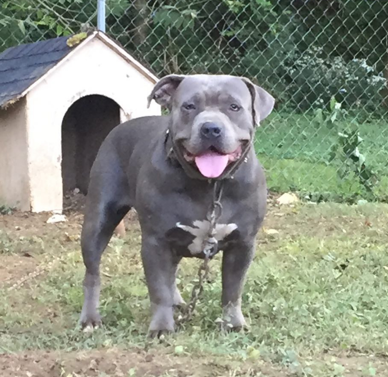 Dog Featured Image