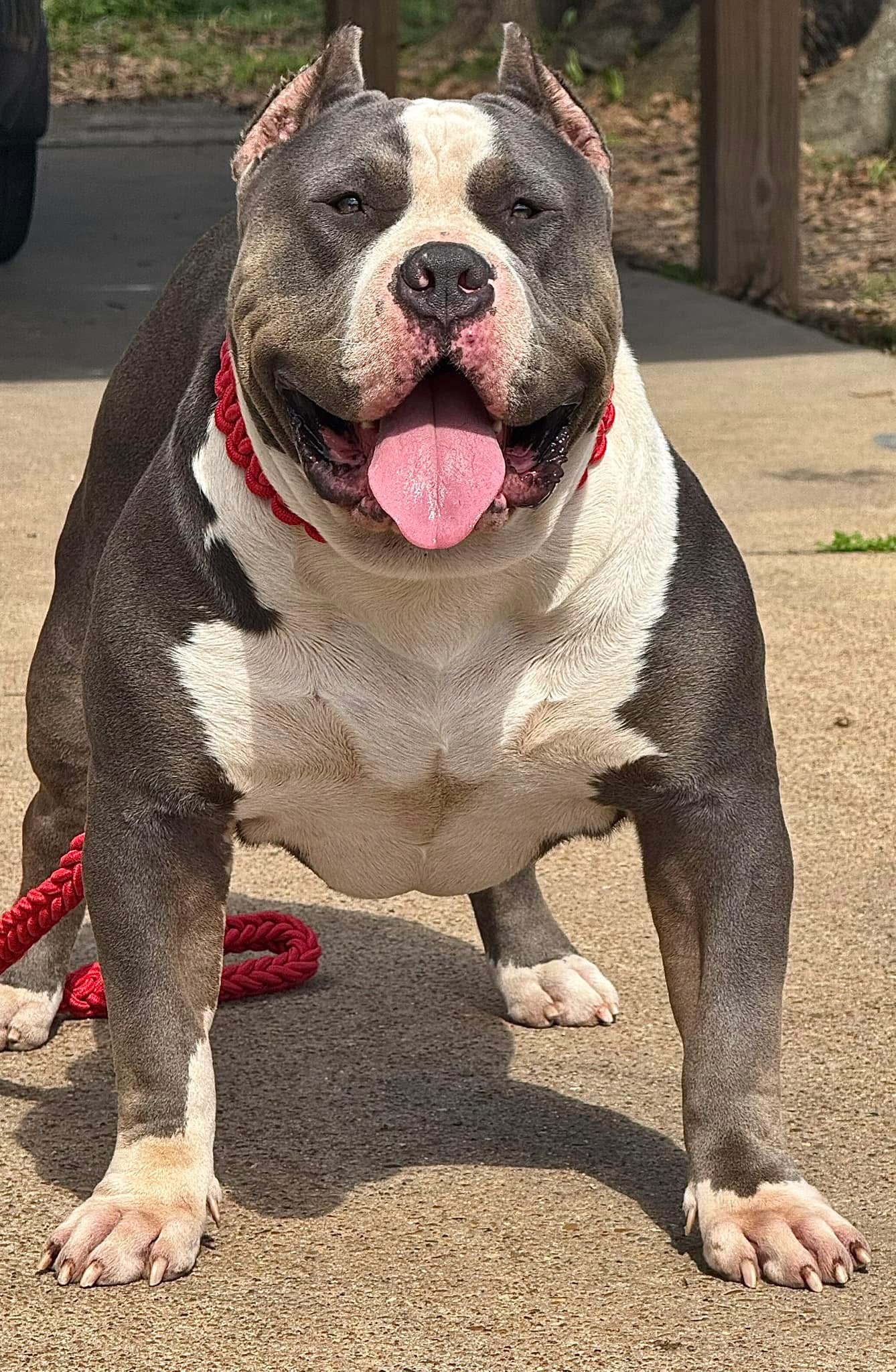 Dog Featured Image