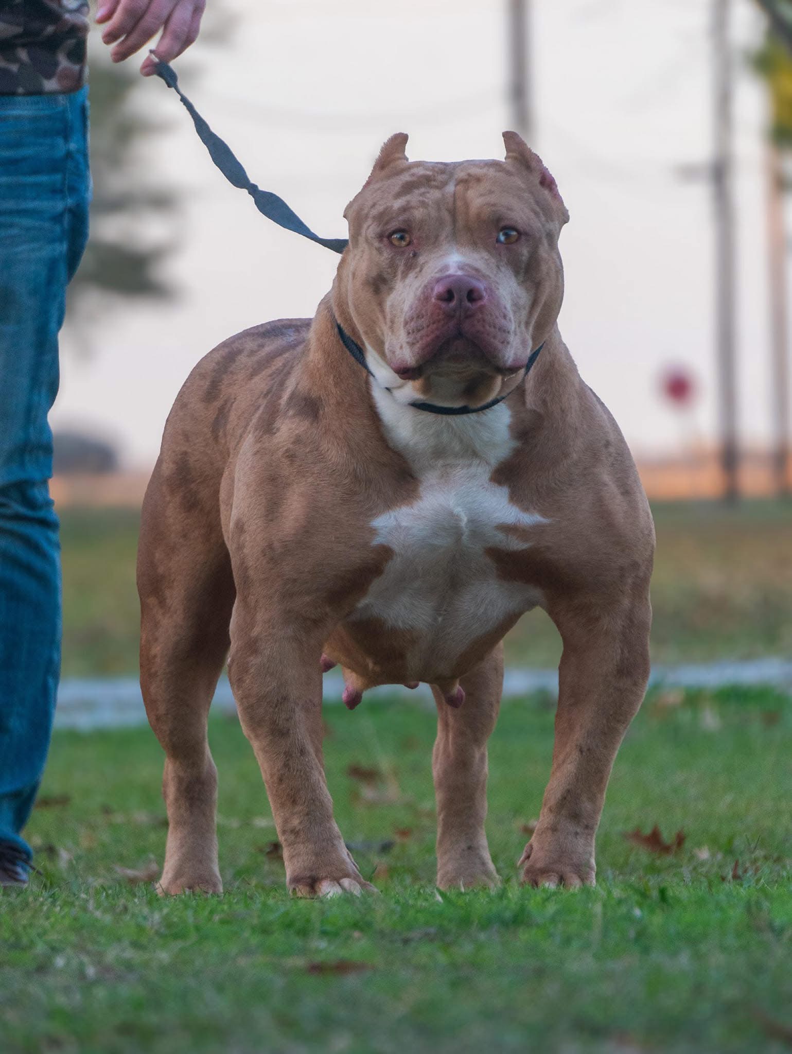 Dog Featured Image