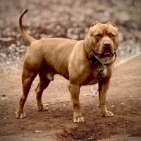 Dog Featured Image