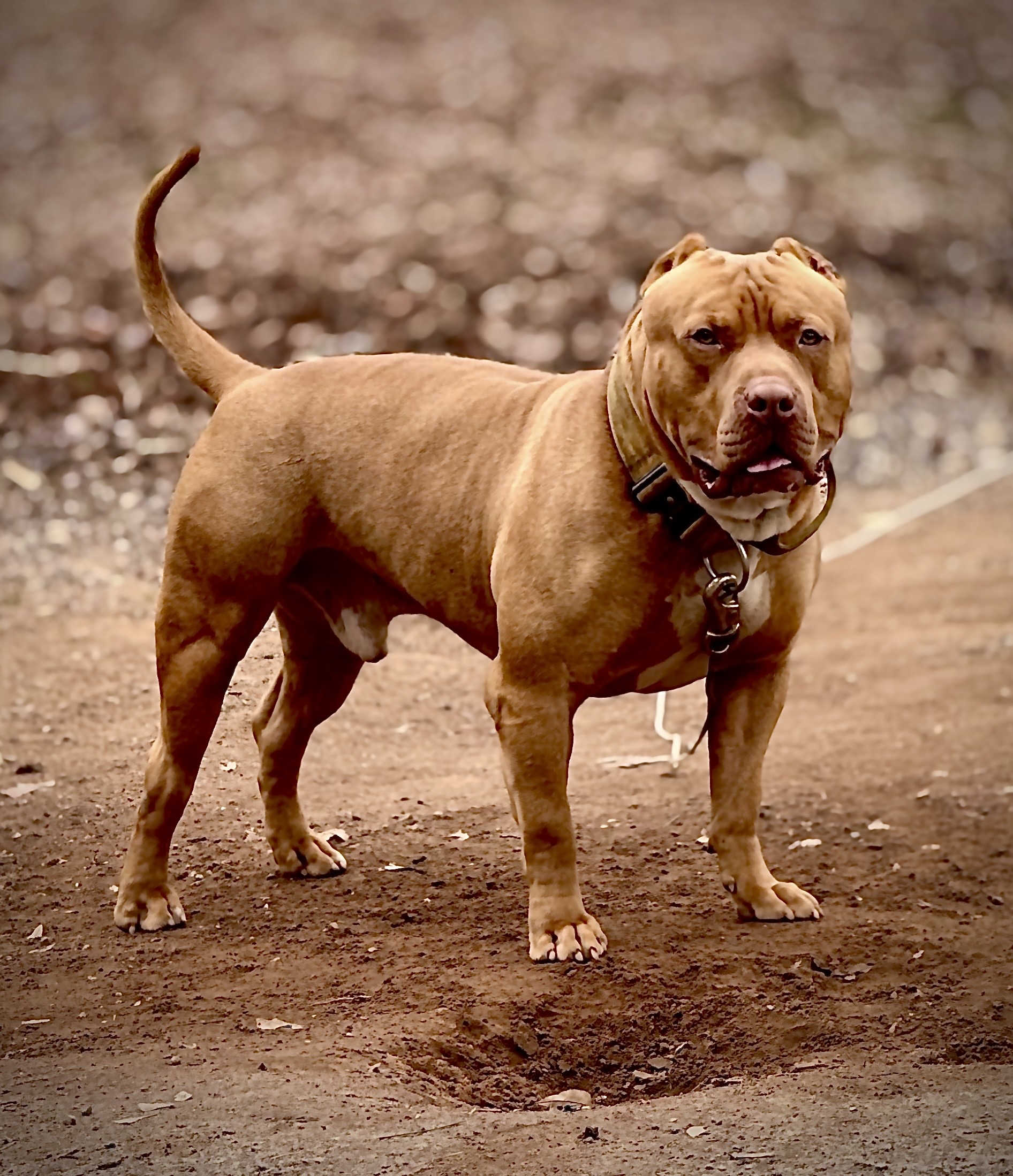Dog Featured Image