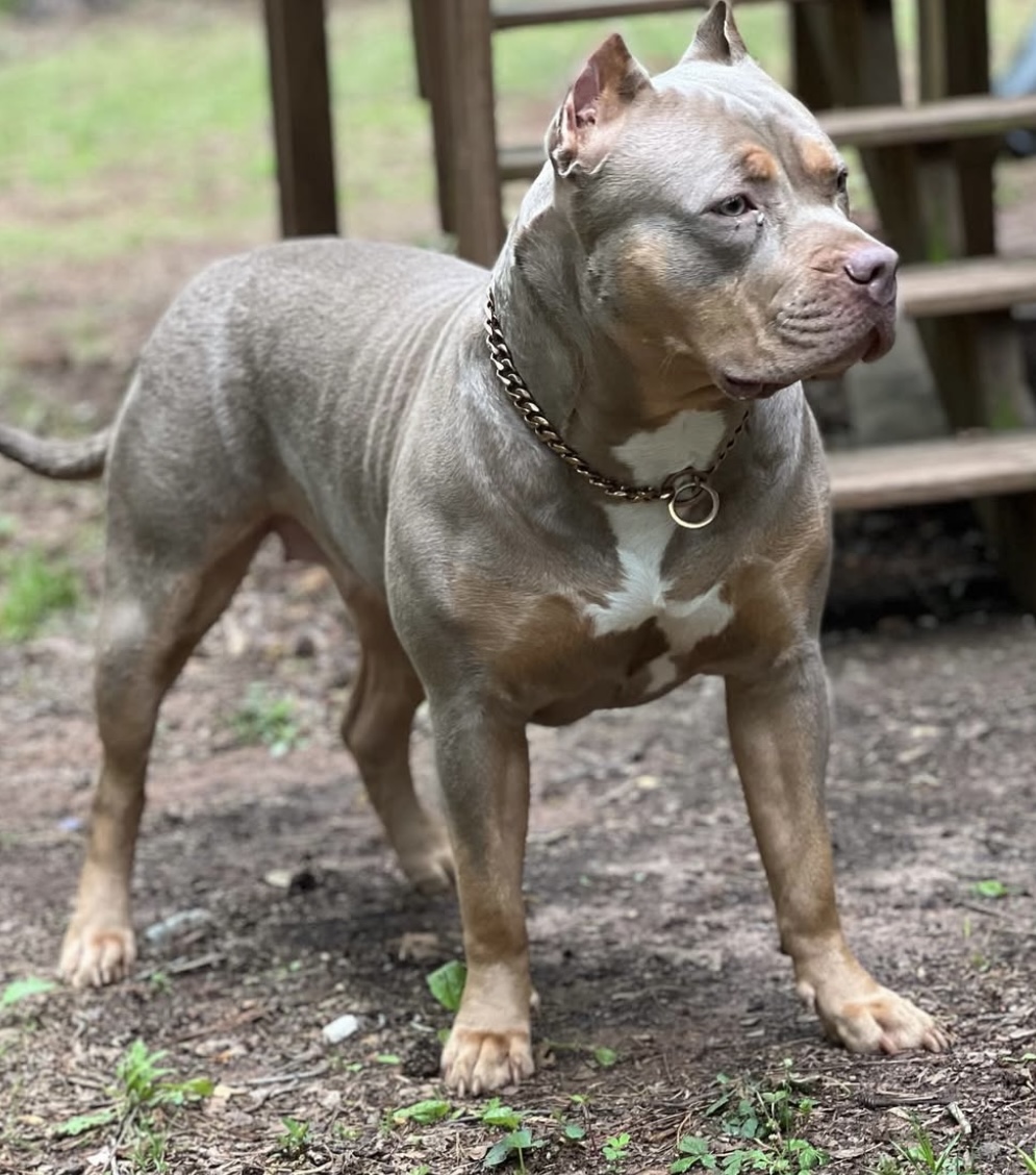 Dog Featured Image