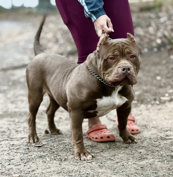 Dog Featured Image
