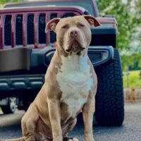 Dog Featured Image