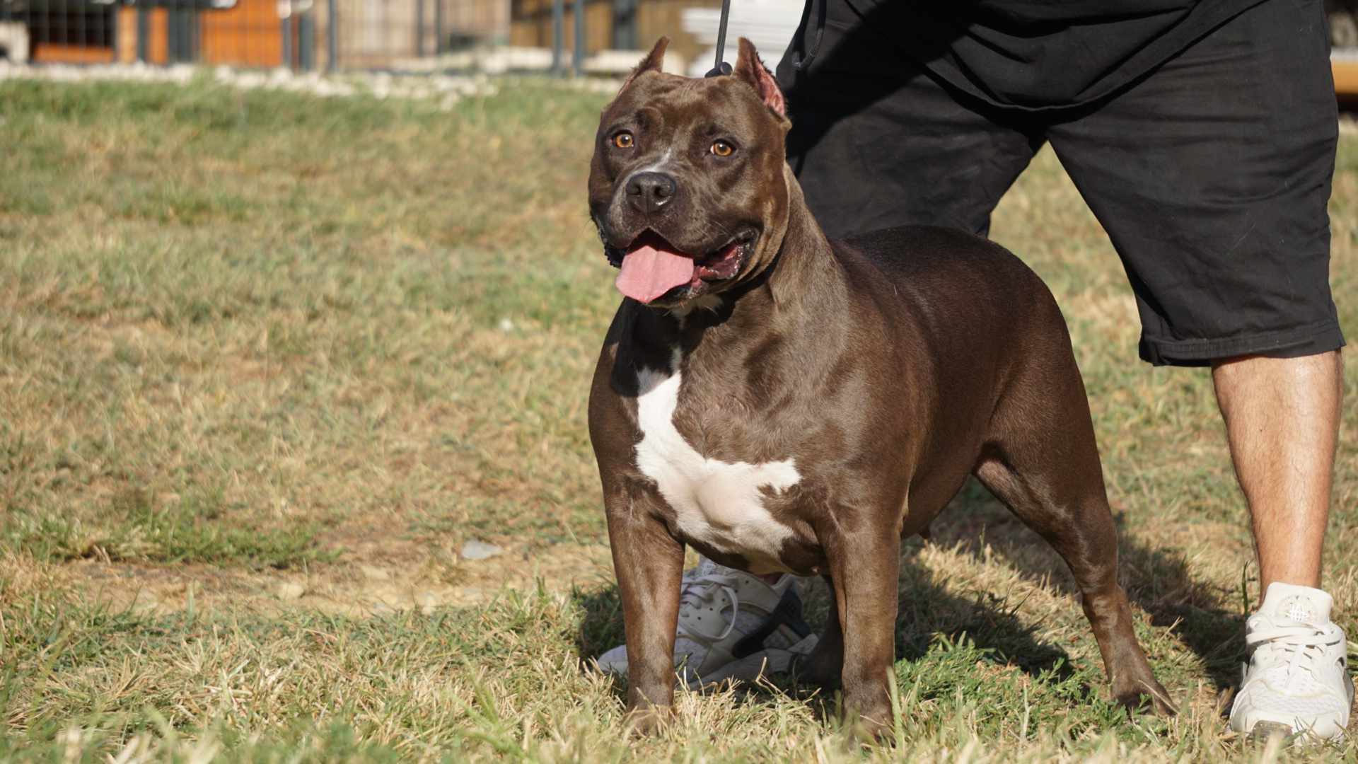 Dog Featured Image