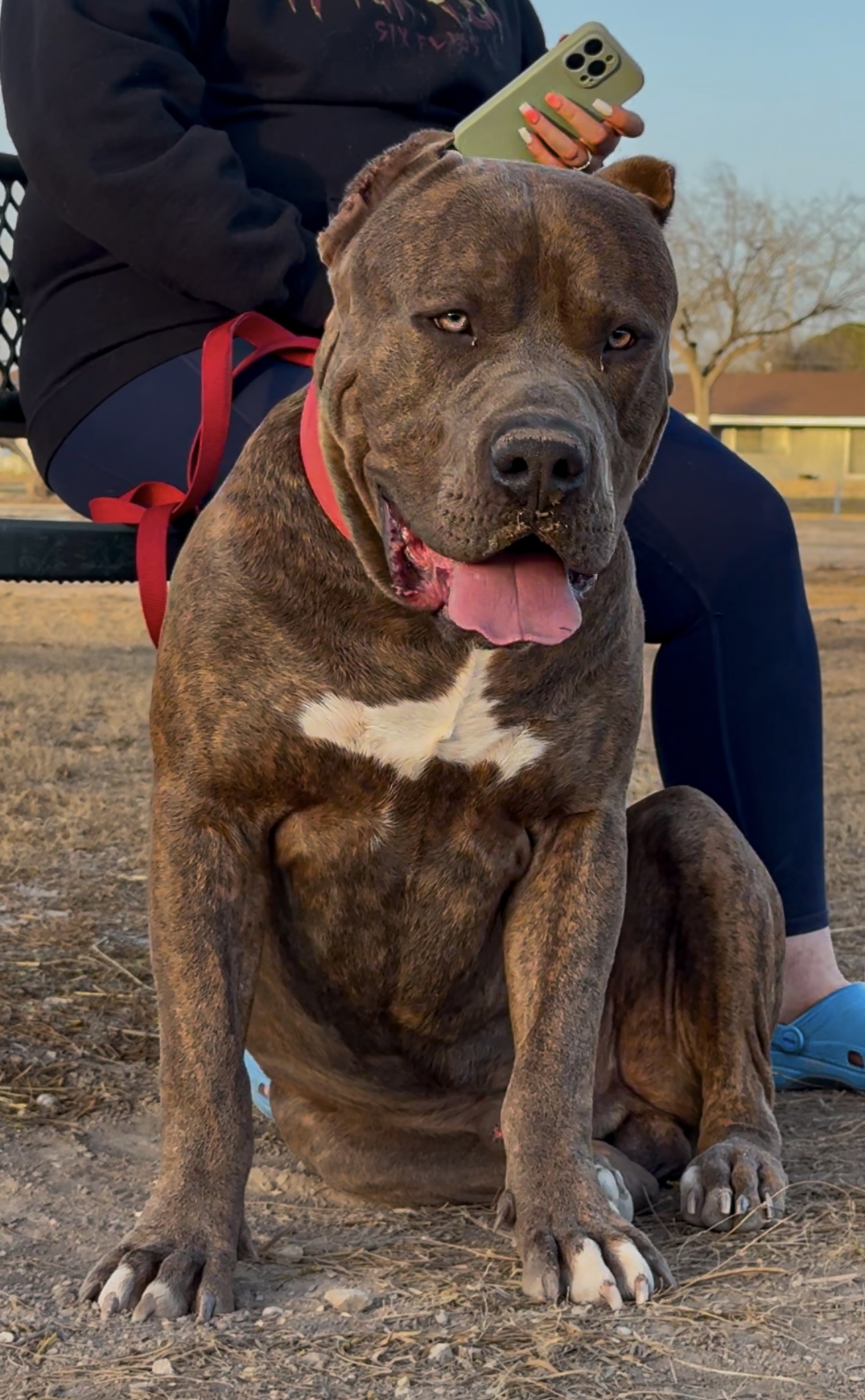 Dog Featured Image