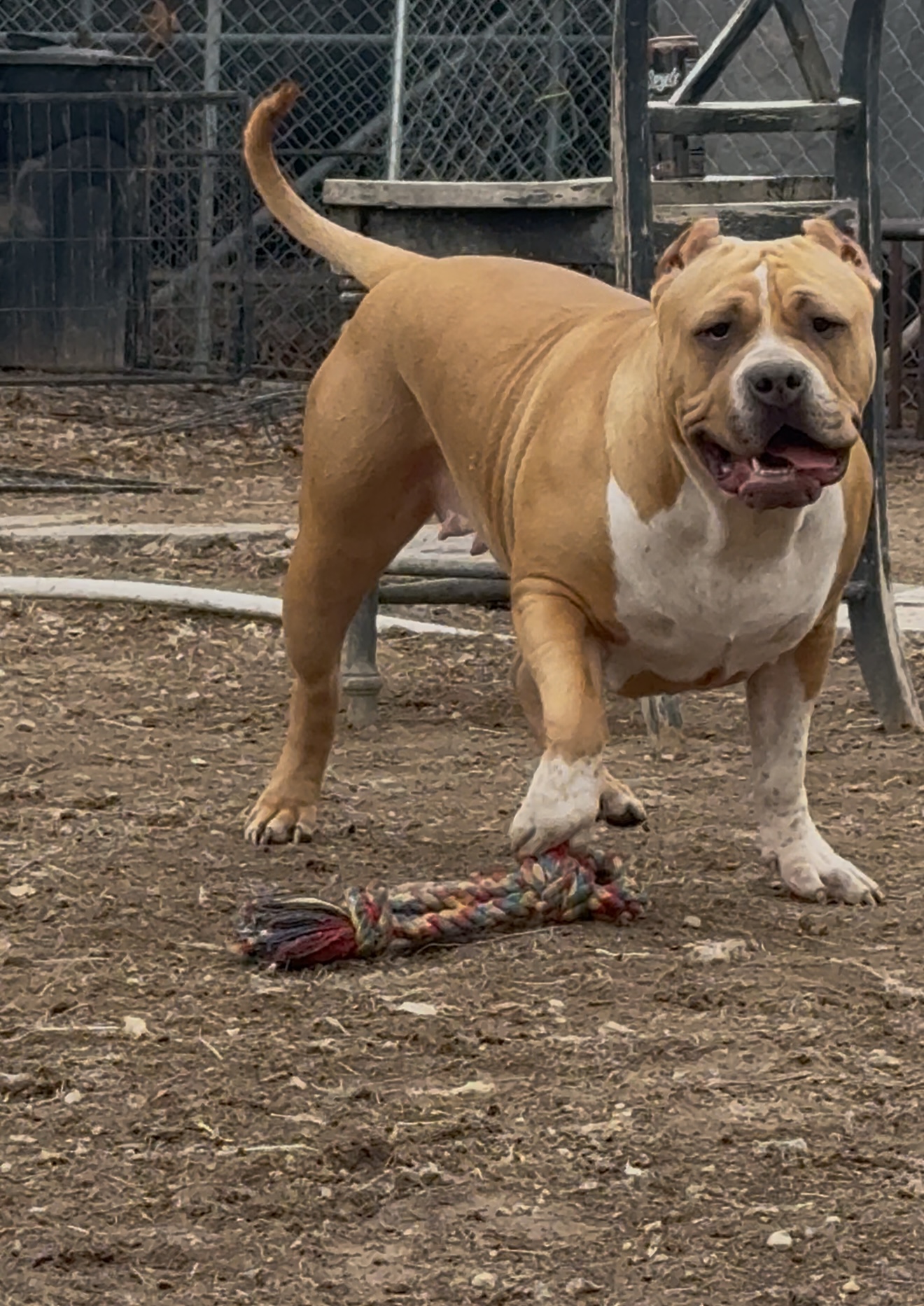 Dog Featured Image