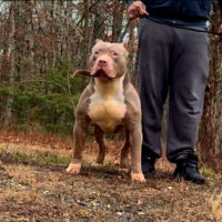 Dog Featured Image