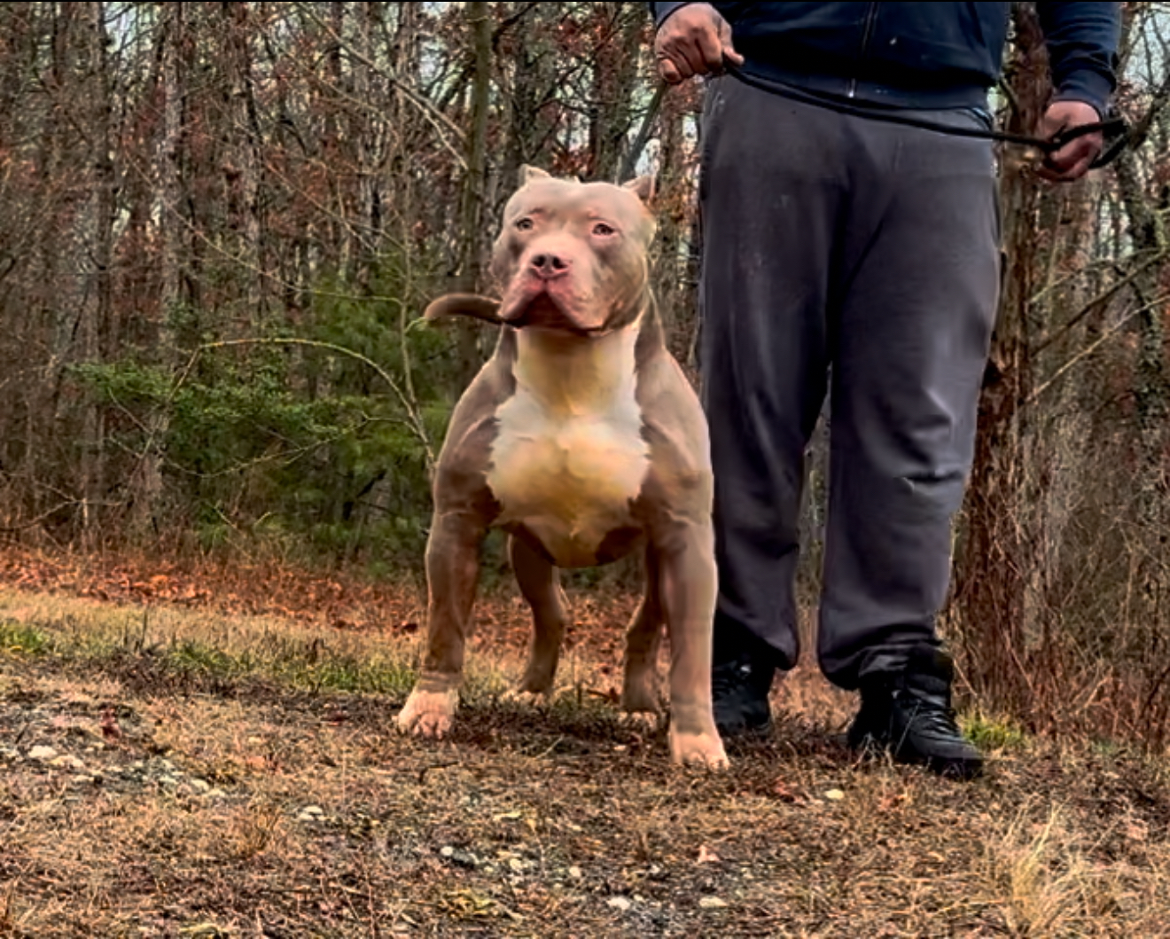 Dog Featured Image