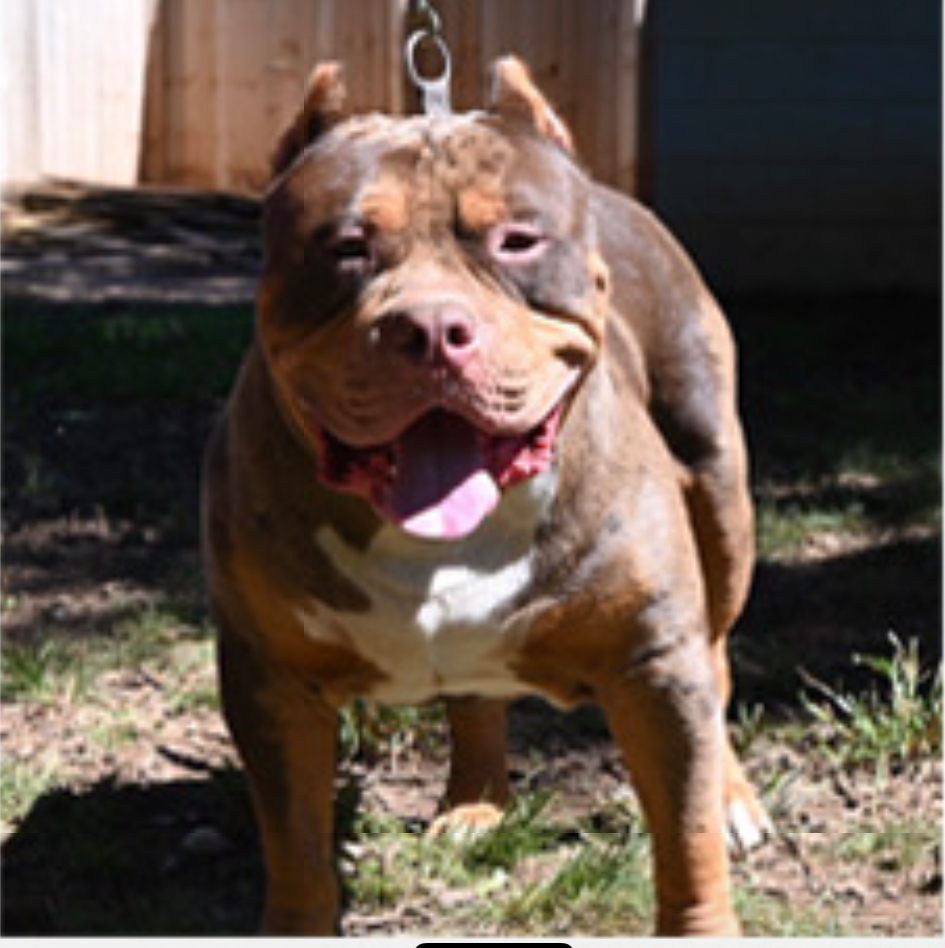 Dog Featured Image