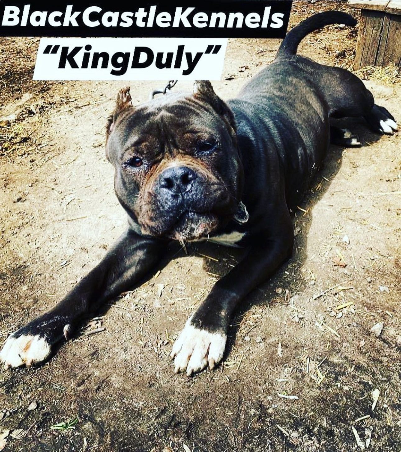 Dog Featured Image