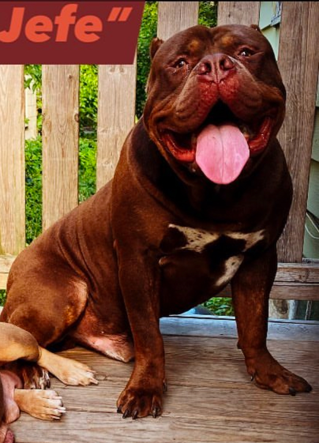 Dog Featured Image