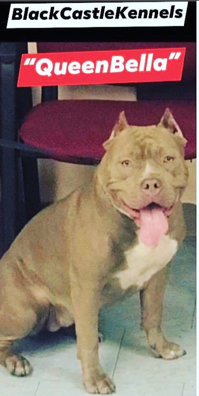 Dog Featured Image