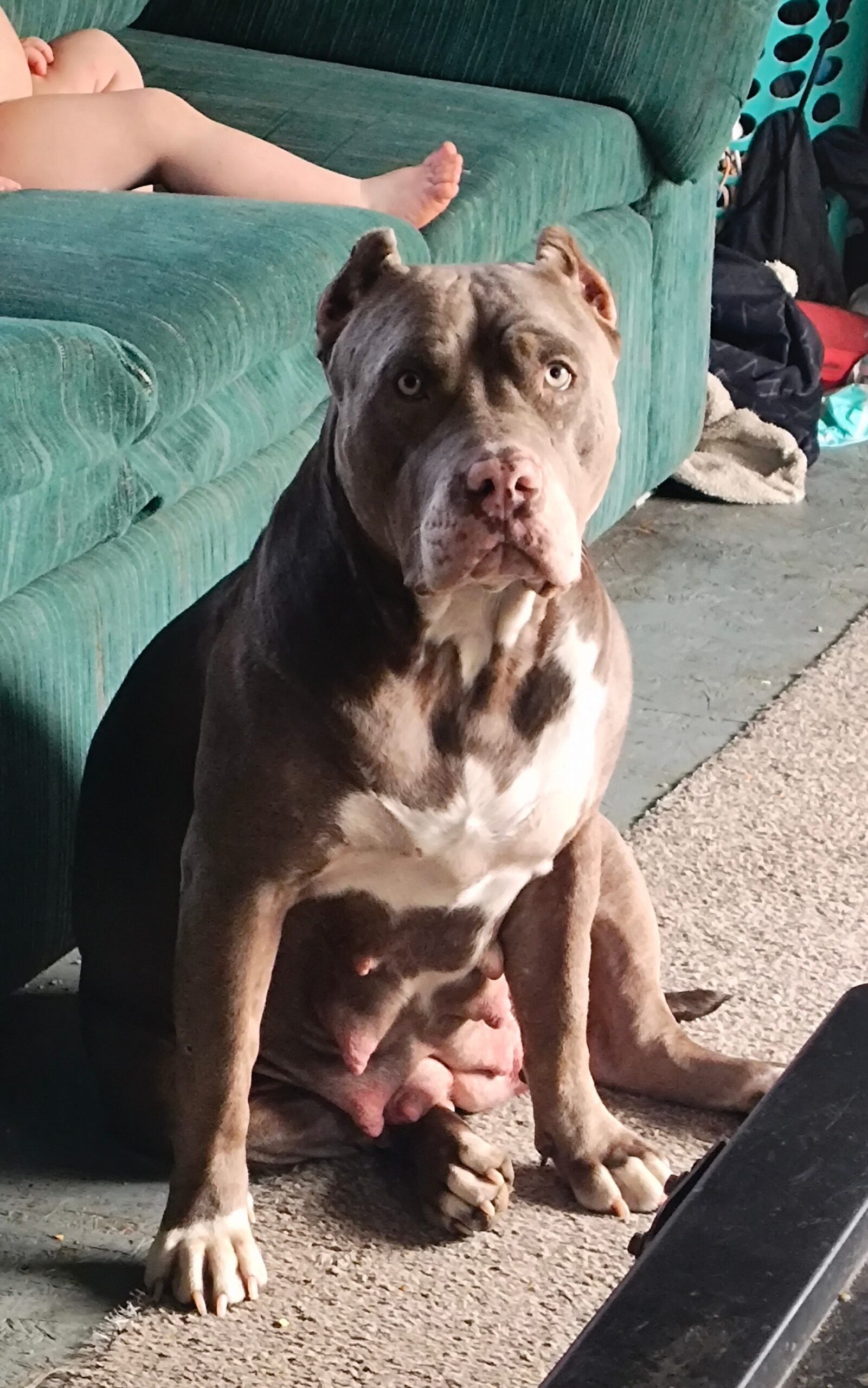 Dog Featured Image