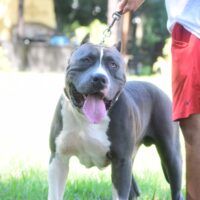 KerrStreetKennel Big Skarr