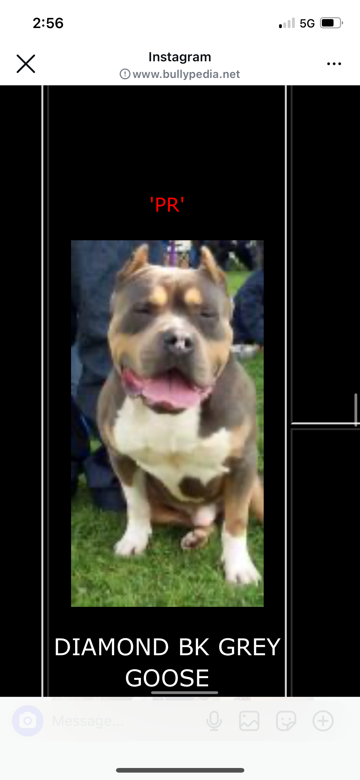 Dog Featured Image