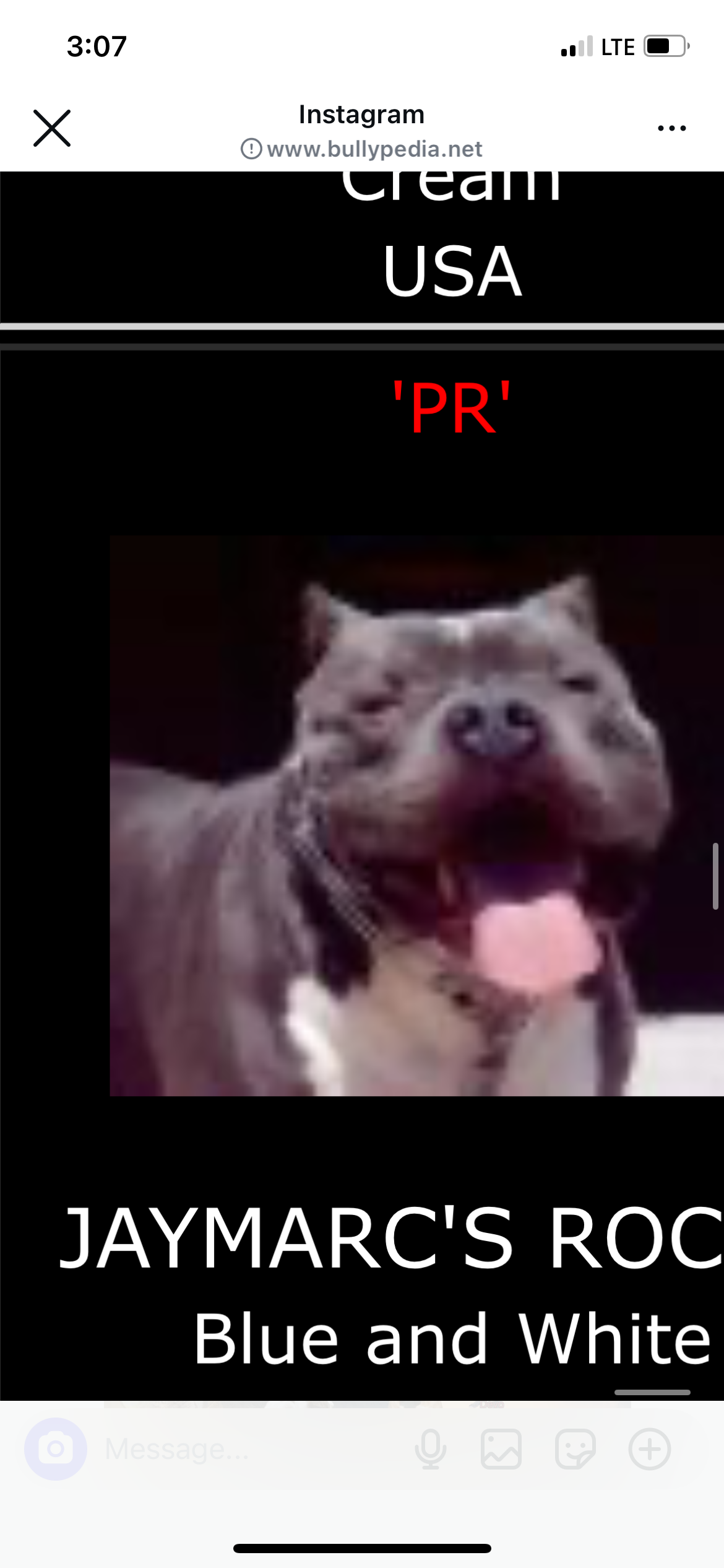 Dog Featured Image