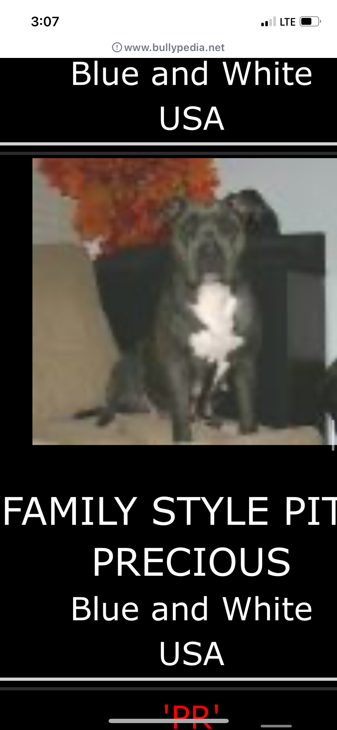 Dog Featured Image