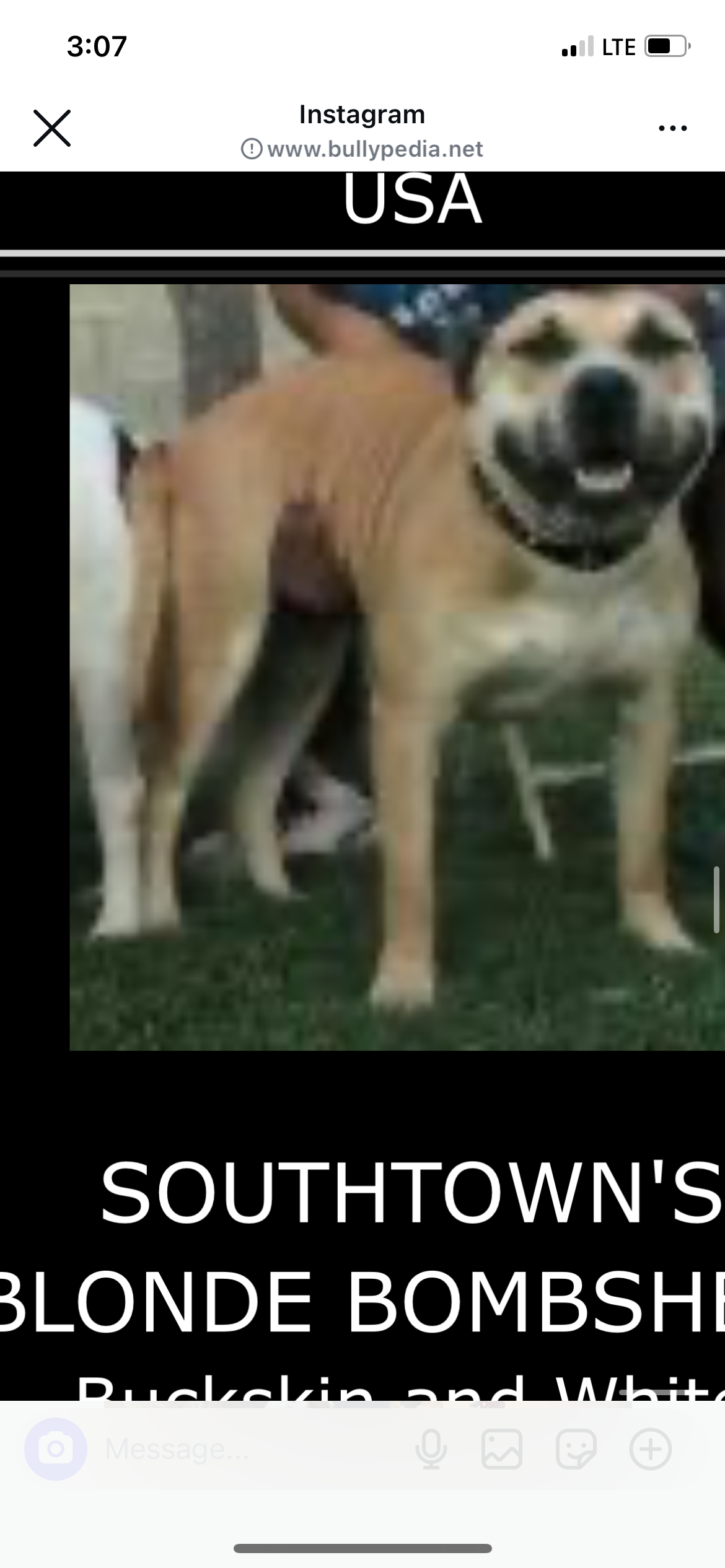 Dog Featured Image