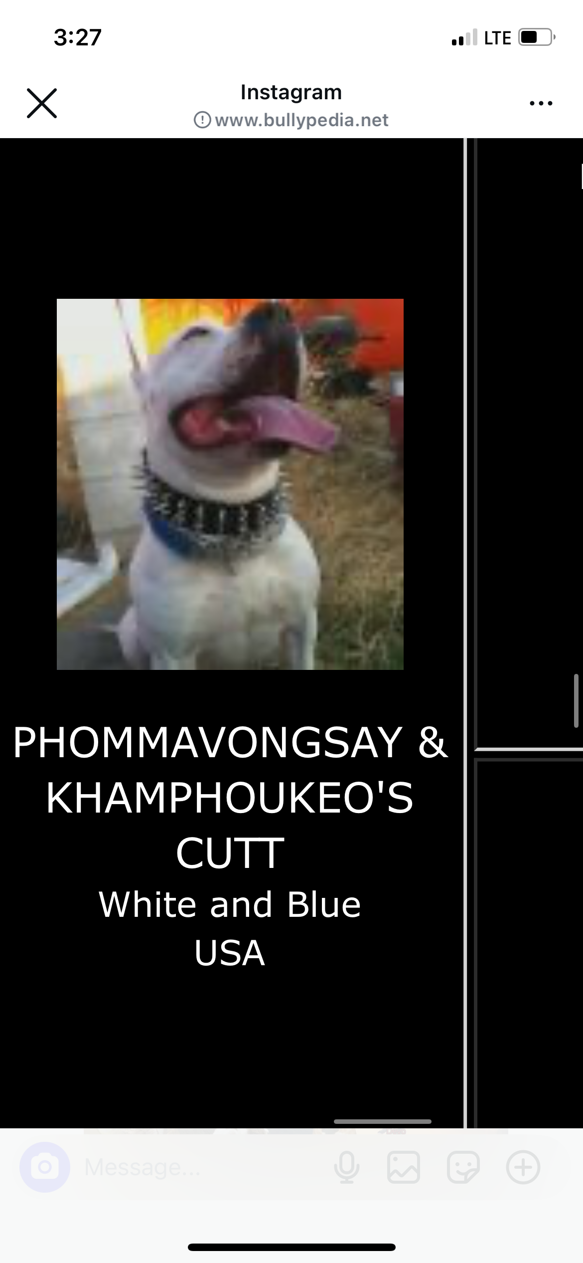 Dog Featured Image