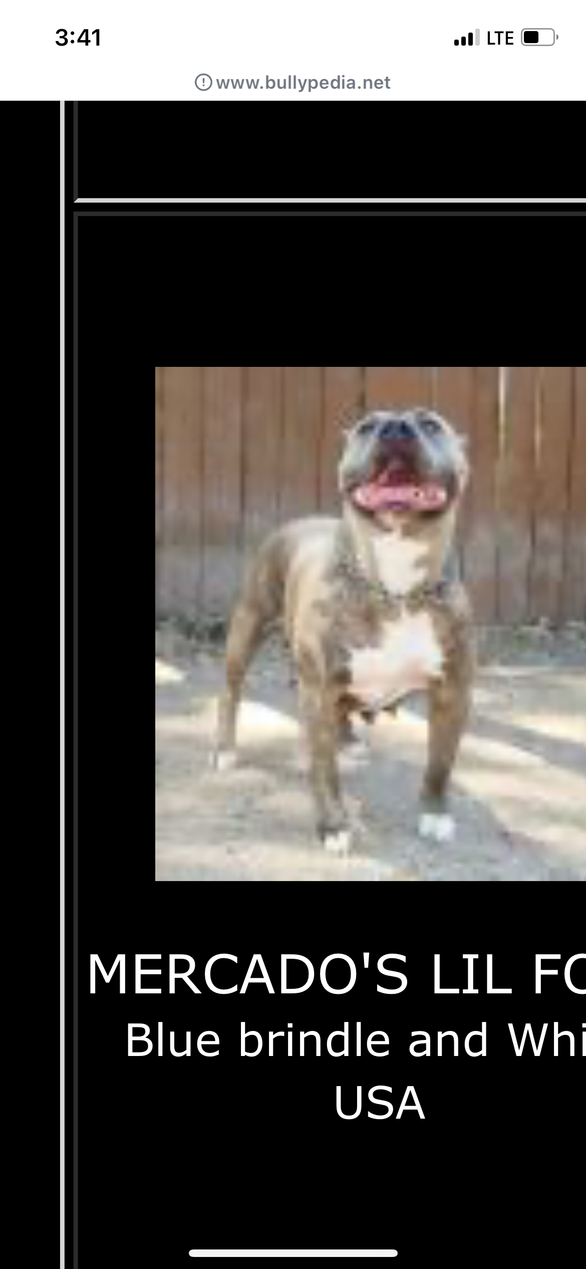 Dog Featured Image