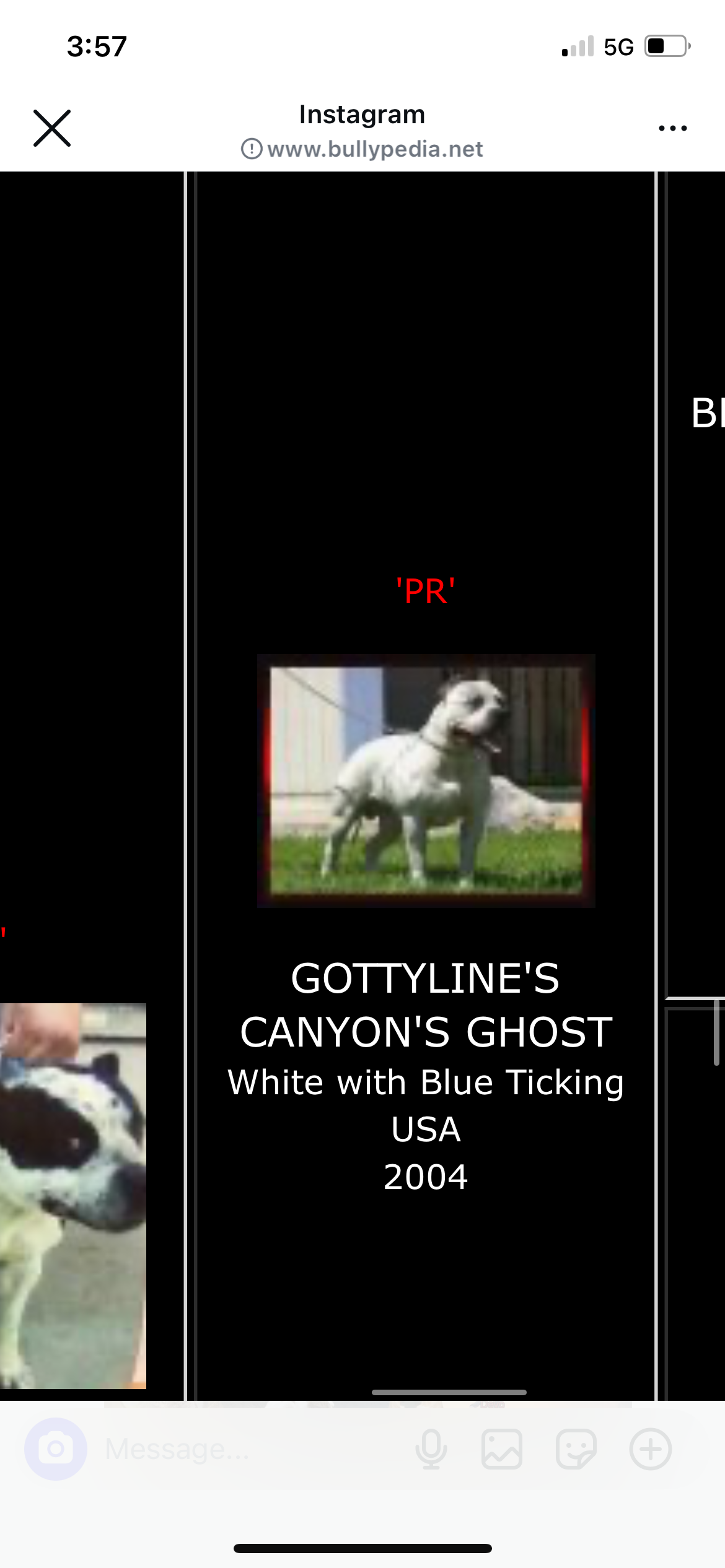 Dog Featured Image