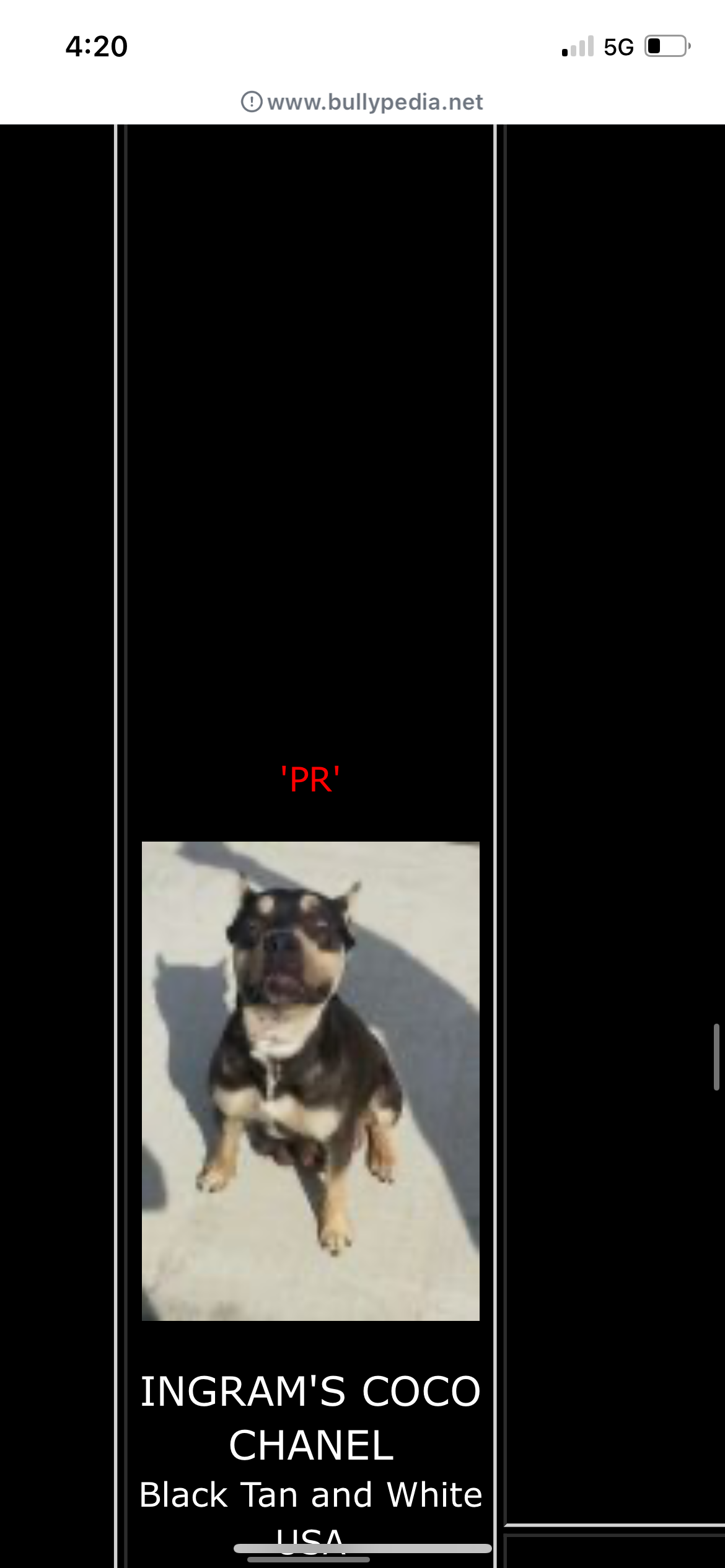 Dog Featured Image