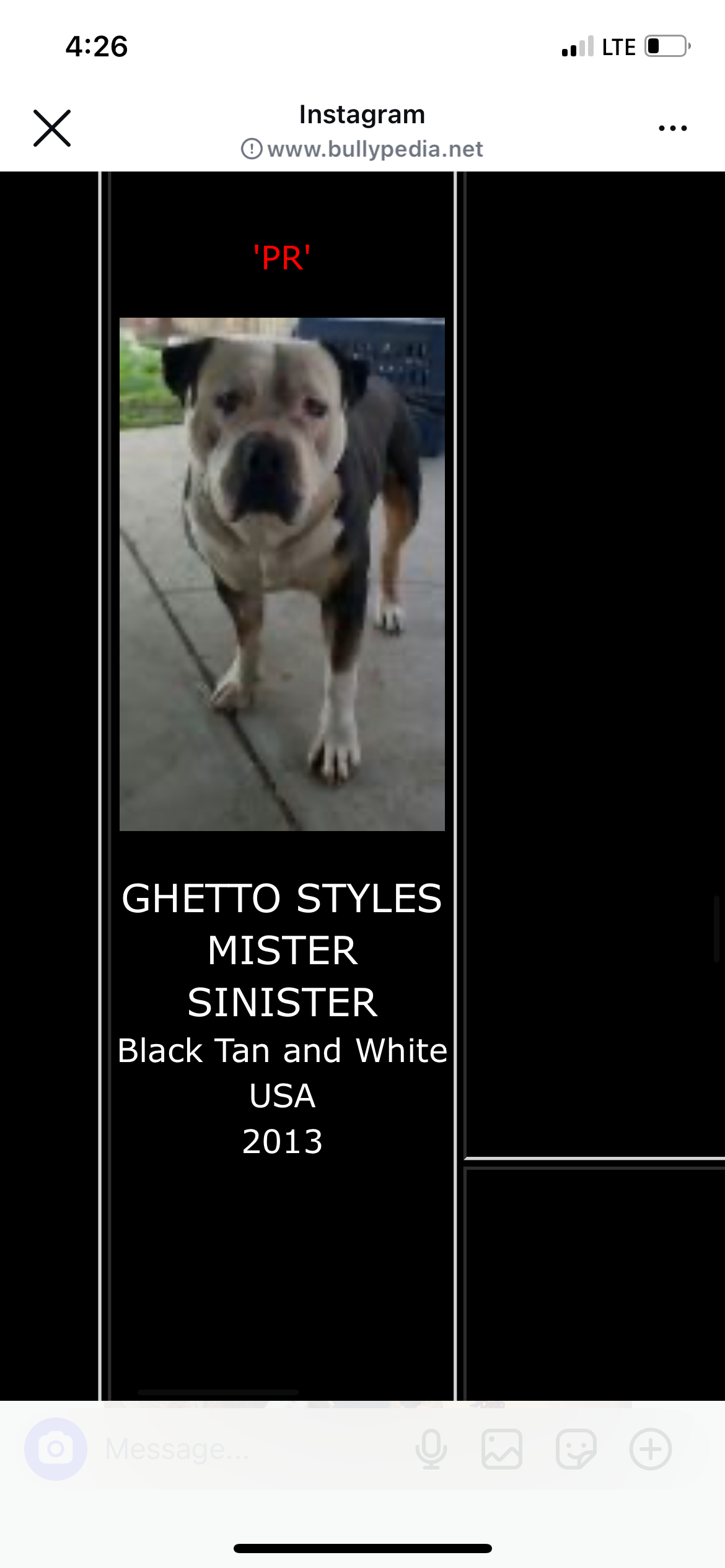 Dog Featured Image